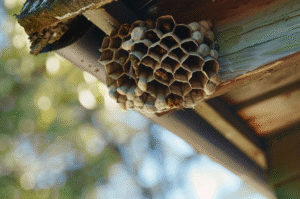 Wasp, Hornet, and Yellow Jacket Control