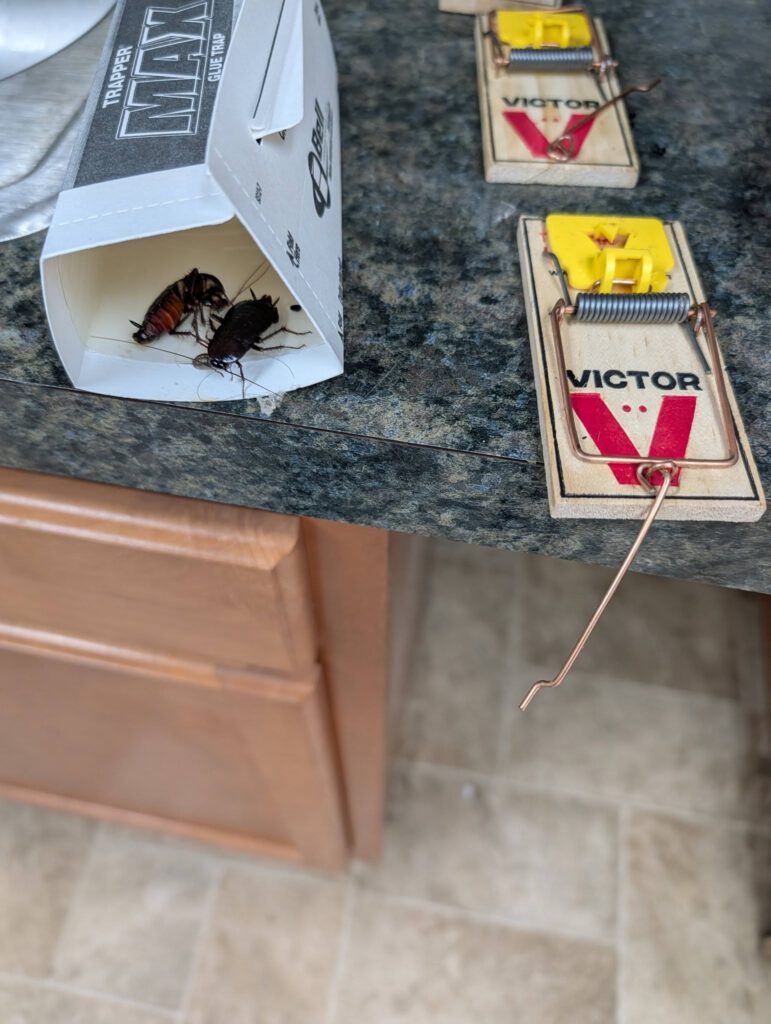 mouse traps and cockroach traps