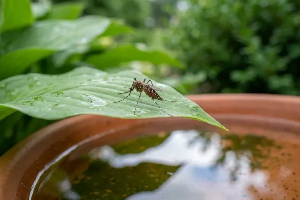 mosquito resting on a hosta leaf above a saucer of standing rainwater