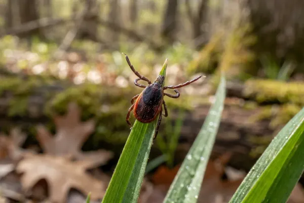 deer tick questing on the tip of a grass blade at a wooded lawn edge